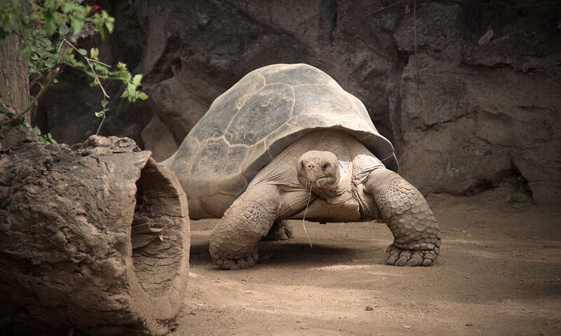 ¿Quieres una tortuga de tierra sana y fuerte?