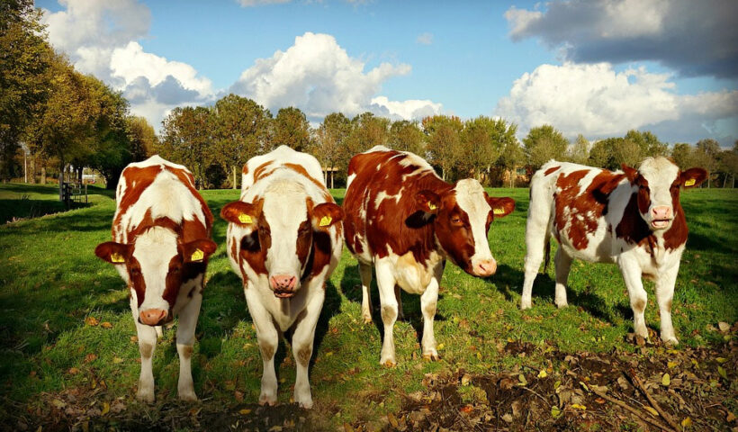 Rinotraqueitis bovina infecciosa