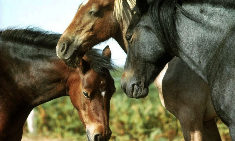¿Por qué los caballos duermen de pie?