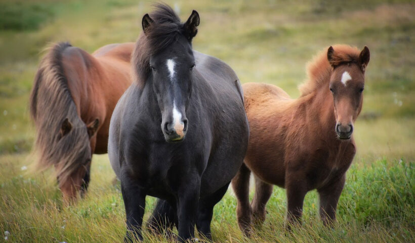 Cuidados básicos de los caballos