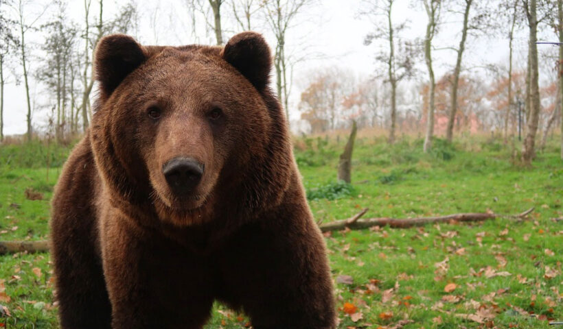 No se puede vender la piel del oso antes de cazarlo