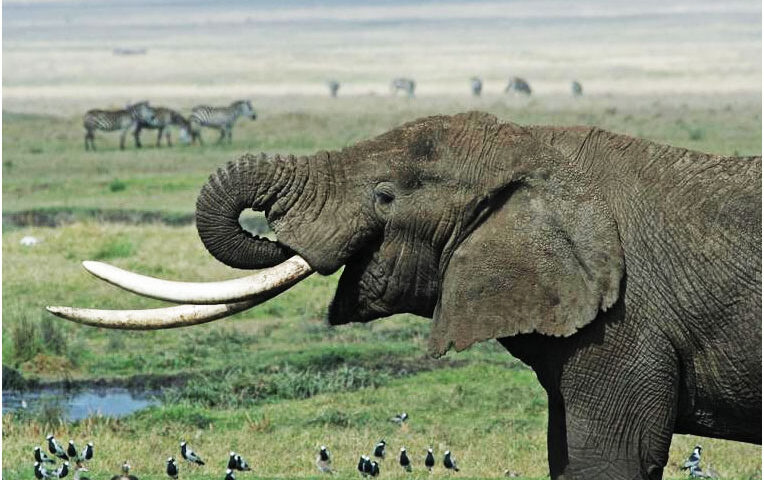 ¿Cuánto pueden medir los colmillos de un elefante?