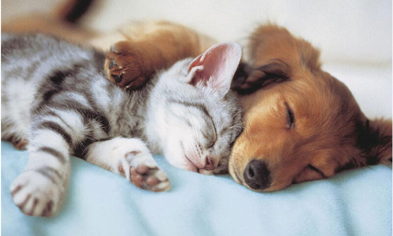 El significado de las posiciones de perros y gatos cuando duermen