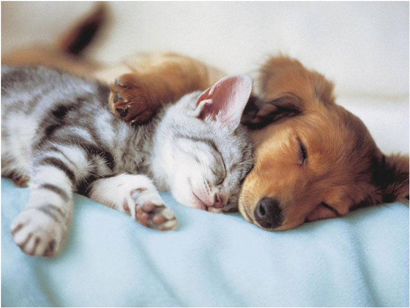 El significado de las posiciones de perros y gatos cuando duermen