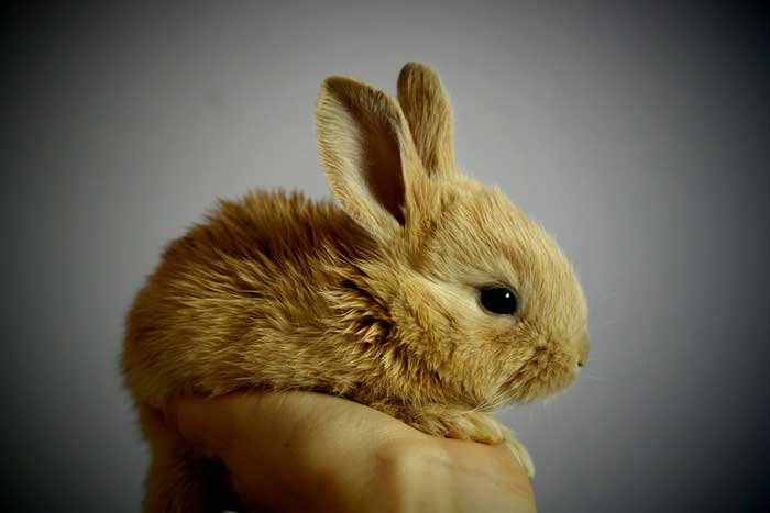 Cuidados para conejos recién nacidos