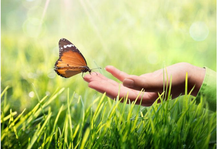 ¿Cuántos insectos hay en el mundo?
