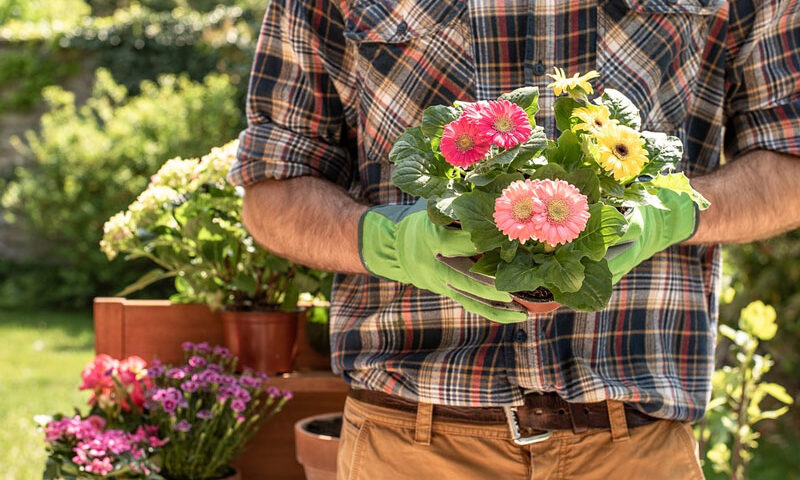 Cómo cuidar de tus plantas