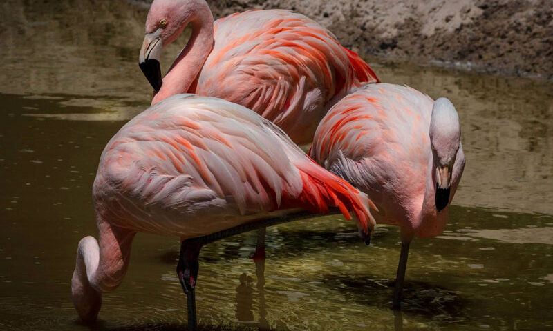 ¿Por qué son rosas los flamencos?
