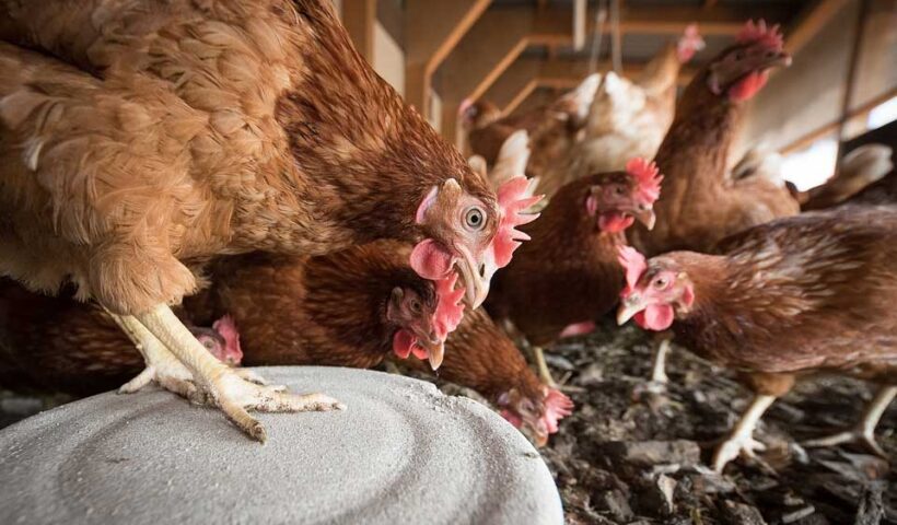 Cómo cuidar gallinas