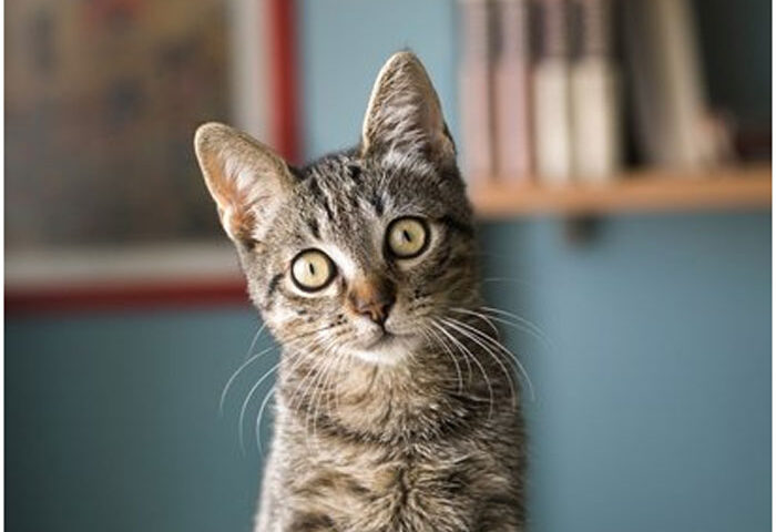 Toxoplasma gondii