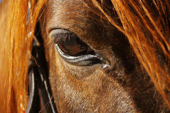 Enfermedades oculares en equinos: la úlcera corneal