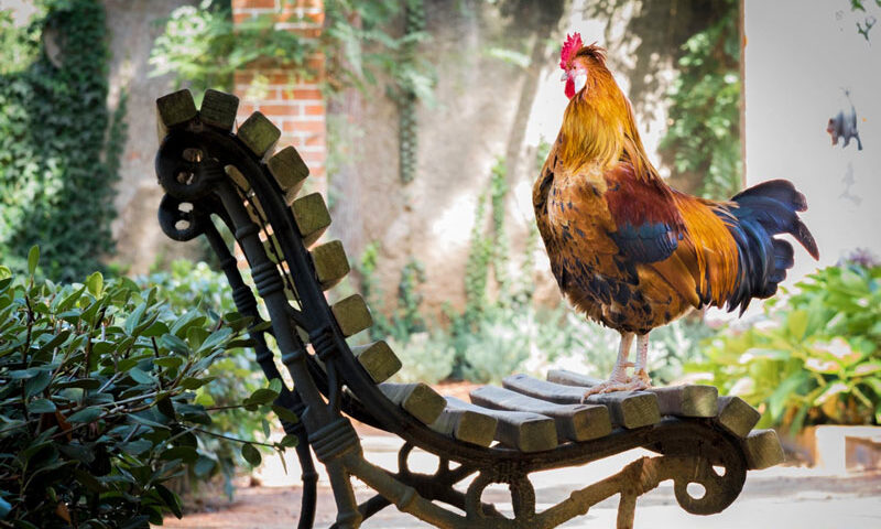 Otro gallo cantaría