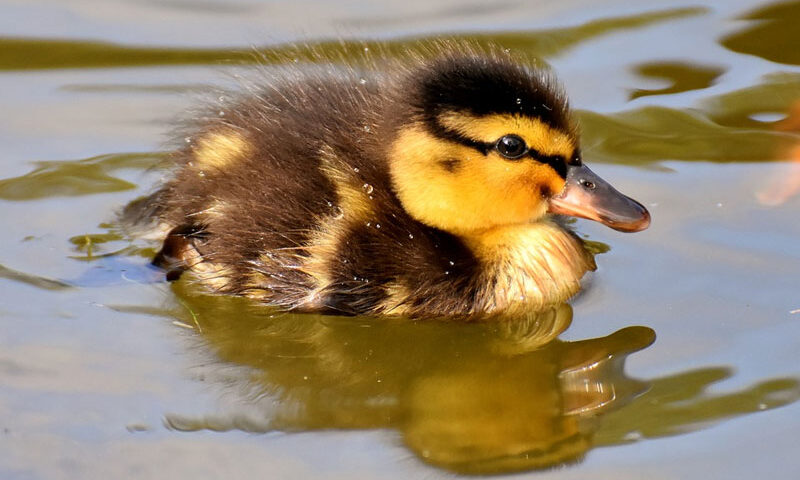 Cómo cuidar a un pato mascota