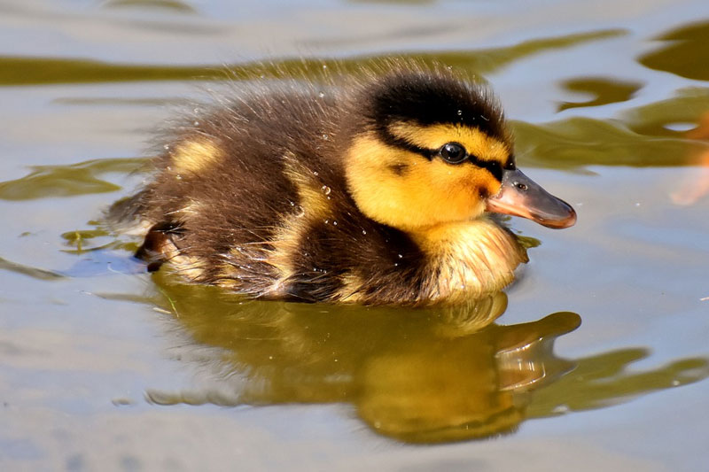 Cómo cuidar a un pato mascota