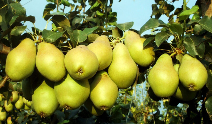 Pedirle peras al olmo