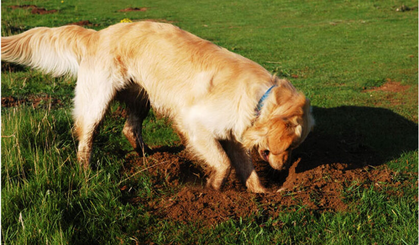 Porqué los perros escarban