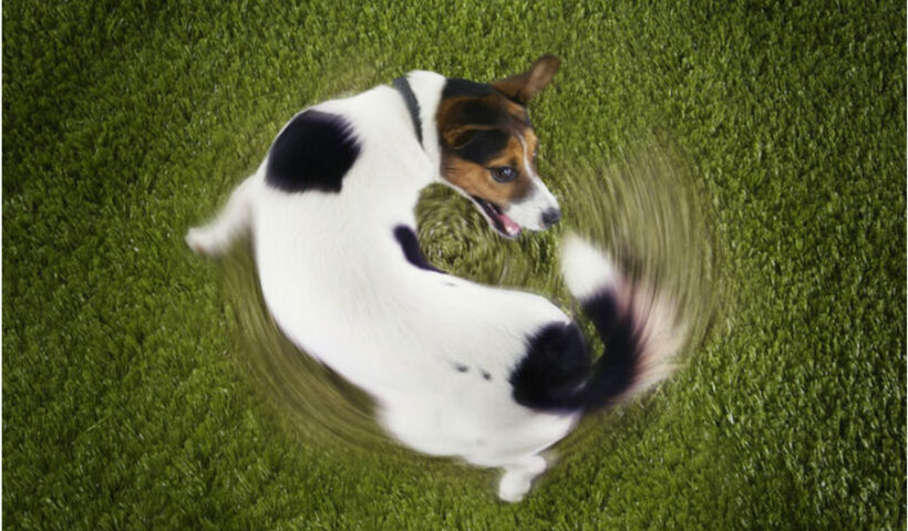 ¿Por qué los perros dan vueltas antes de acostarse?