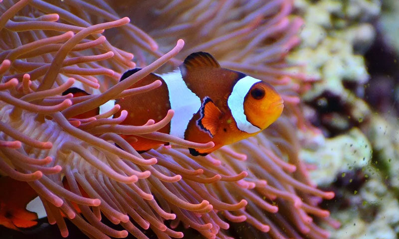 El pez payaso podría desaparecer por el cambio climático