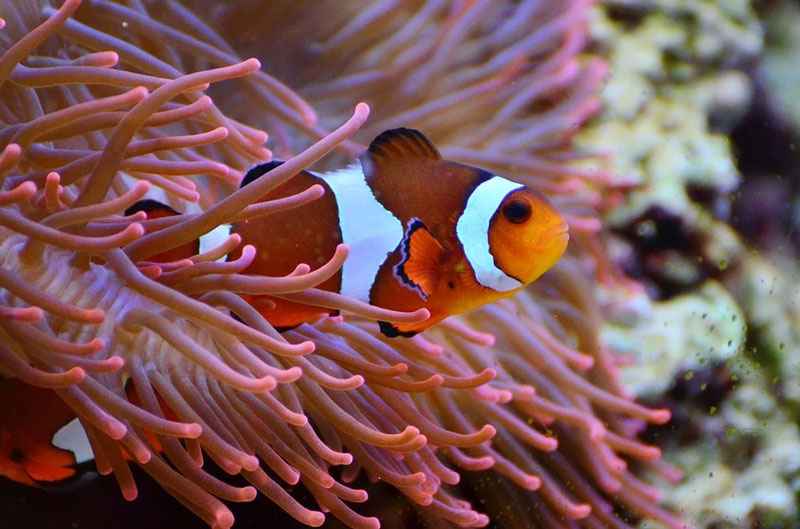 El pez payaso podría desaparecer por el cambio climático