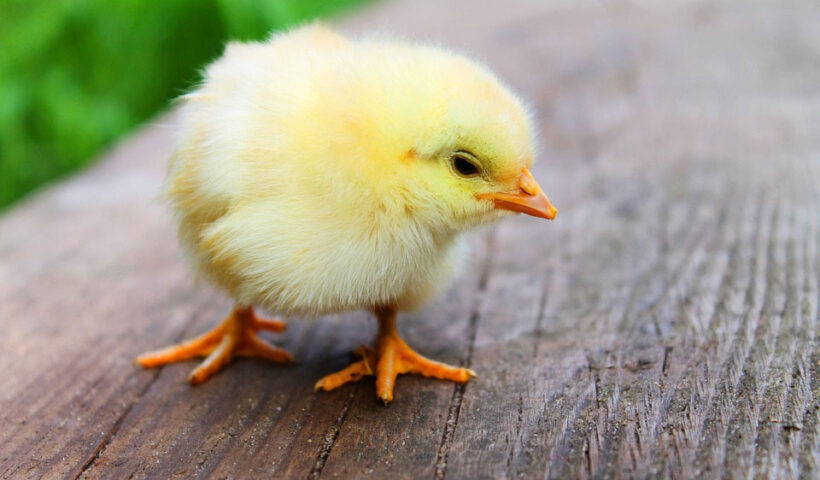 Cómo cuidar de un pollito