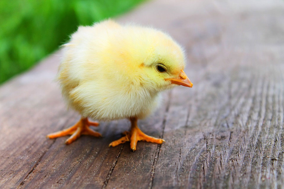 Cómo cuidar de un pollito