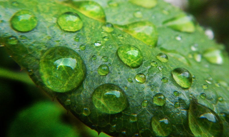 ¿Por qué se produce el rocío?