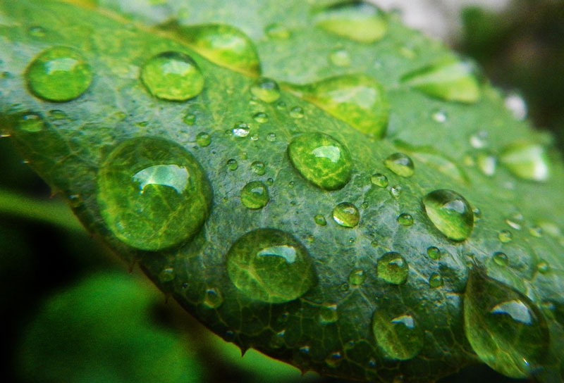 ¿Por qué se produce el rocío?