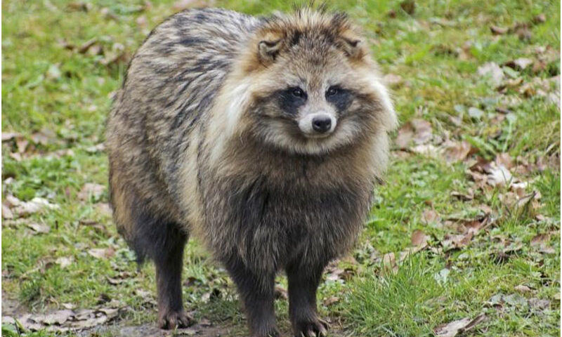 ¿Qué es un tanuki?