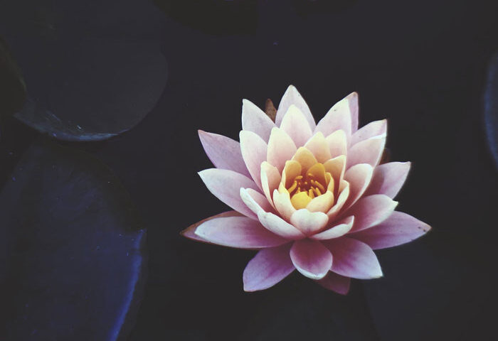 Flor de loto