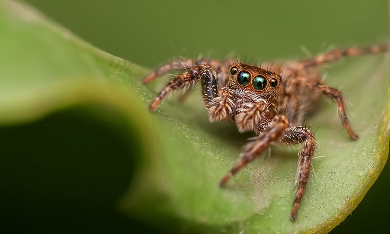 Cuidados de las arañas como mascotas