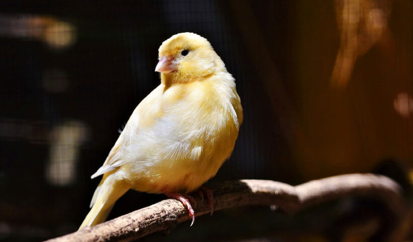 ¿Cuáles son los cuidados básicos del canario?