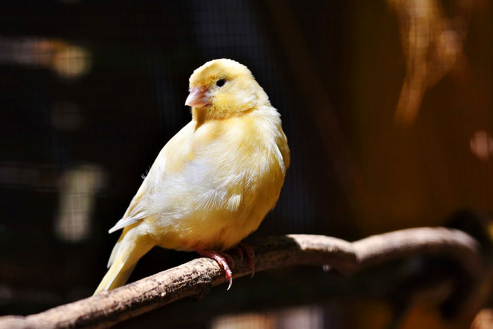 ¿Cuáles son los cuidados básicos del canario?