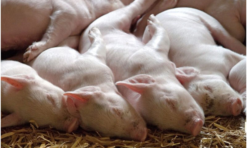 Bienestar de los cerdos: 9 cuidados para la crianza de los animales
