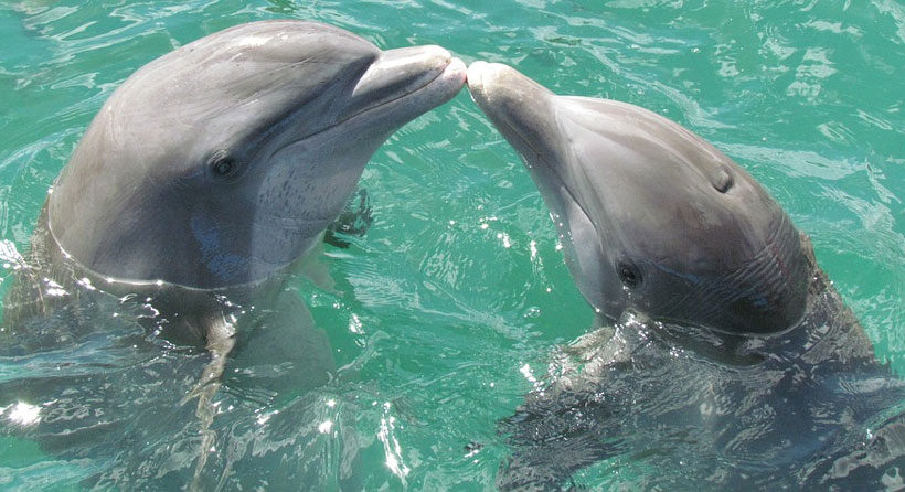 Enfermedades de delfines
