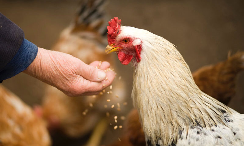 Laringotraqueitis en aves