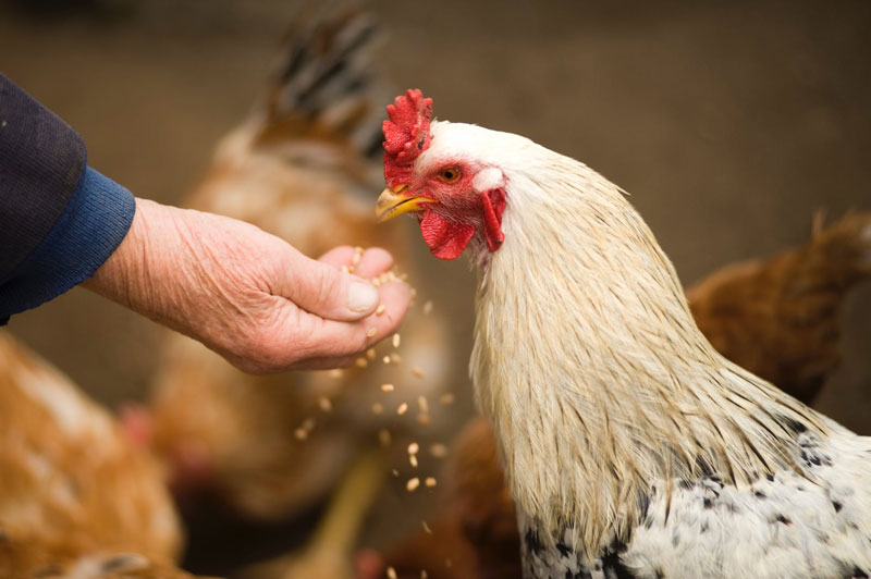 Laringotraqueitis en aves