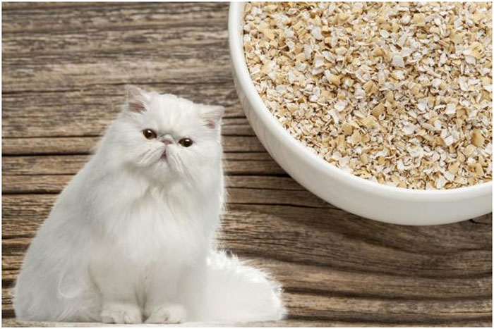 ¿Los gatos pueden comer avena?