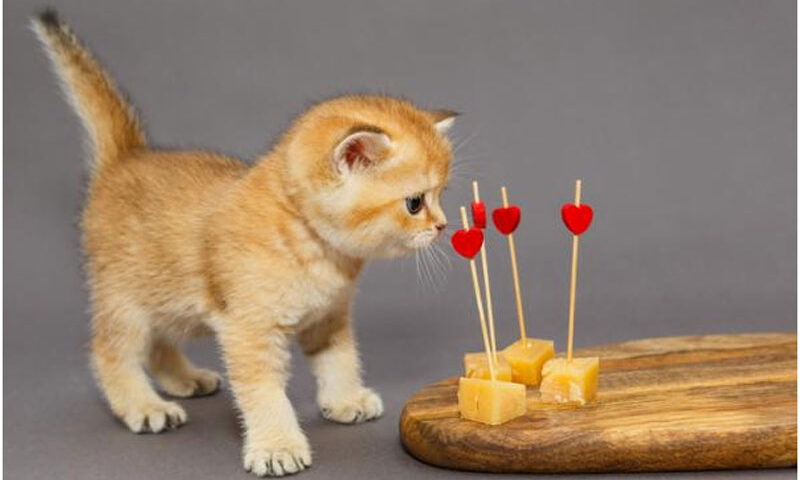 ¿Los gatos pueden comer queso?