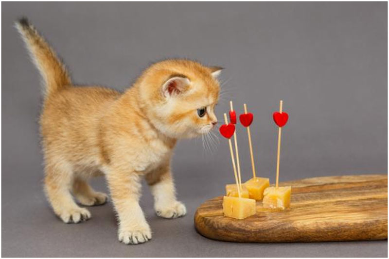 ¿Los gatos pueden comer queso?