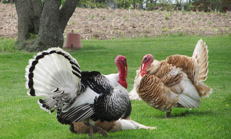 Enteritis hemorrágica de los pavos