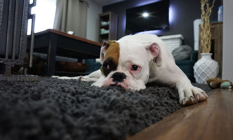 Parásitos en perros: cuáles son los más comunes y cómo evitarlos