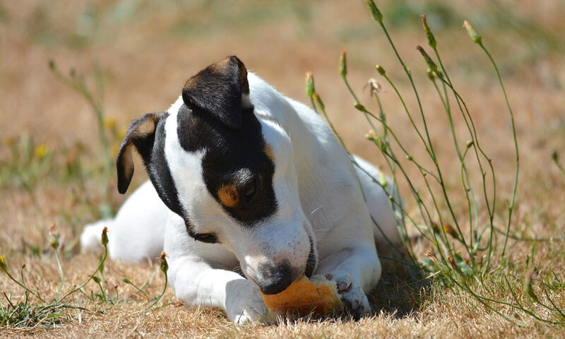 ¿Los perros pueden comer pan?