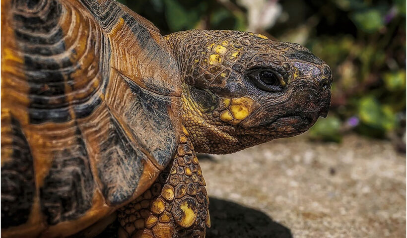 Las 10 Enfermedades más frecuentes de las Tortugas