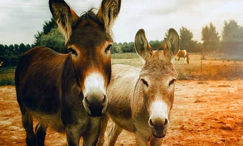 10 cosas de los burros que no sabías