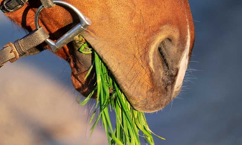 Alimentación de los caballos