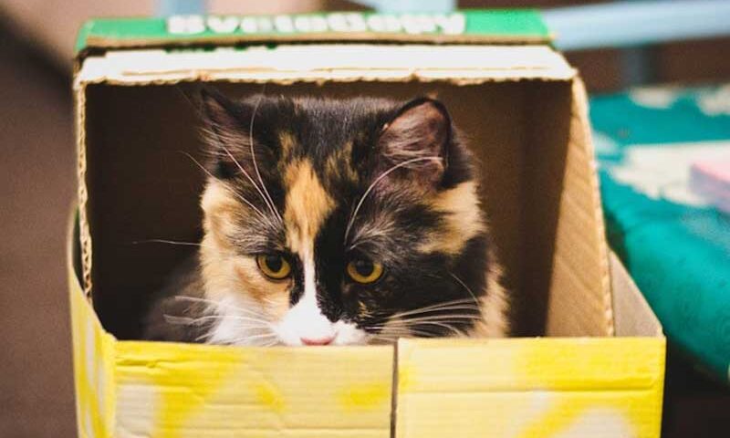 Cosas raras que hacen los gatos y su posible interpretación