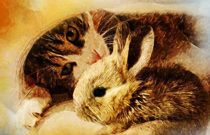 Mitos sobre la alimentación de nuestras mascotas
