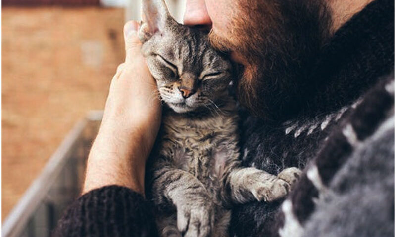 ¿Qué dice la ciencia sobre el afecto de los gatos?