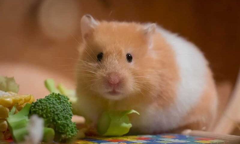 15 alimentos tóxicos para los hámsters