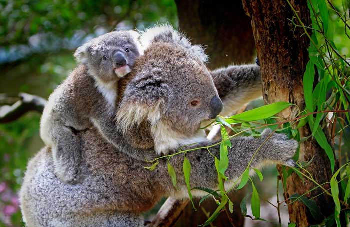 Enfermedades padecidas por los marsupiales